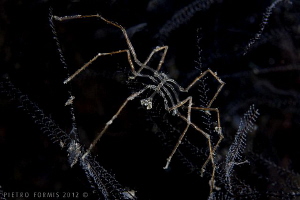 Sea Spider by Pietro Formis 